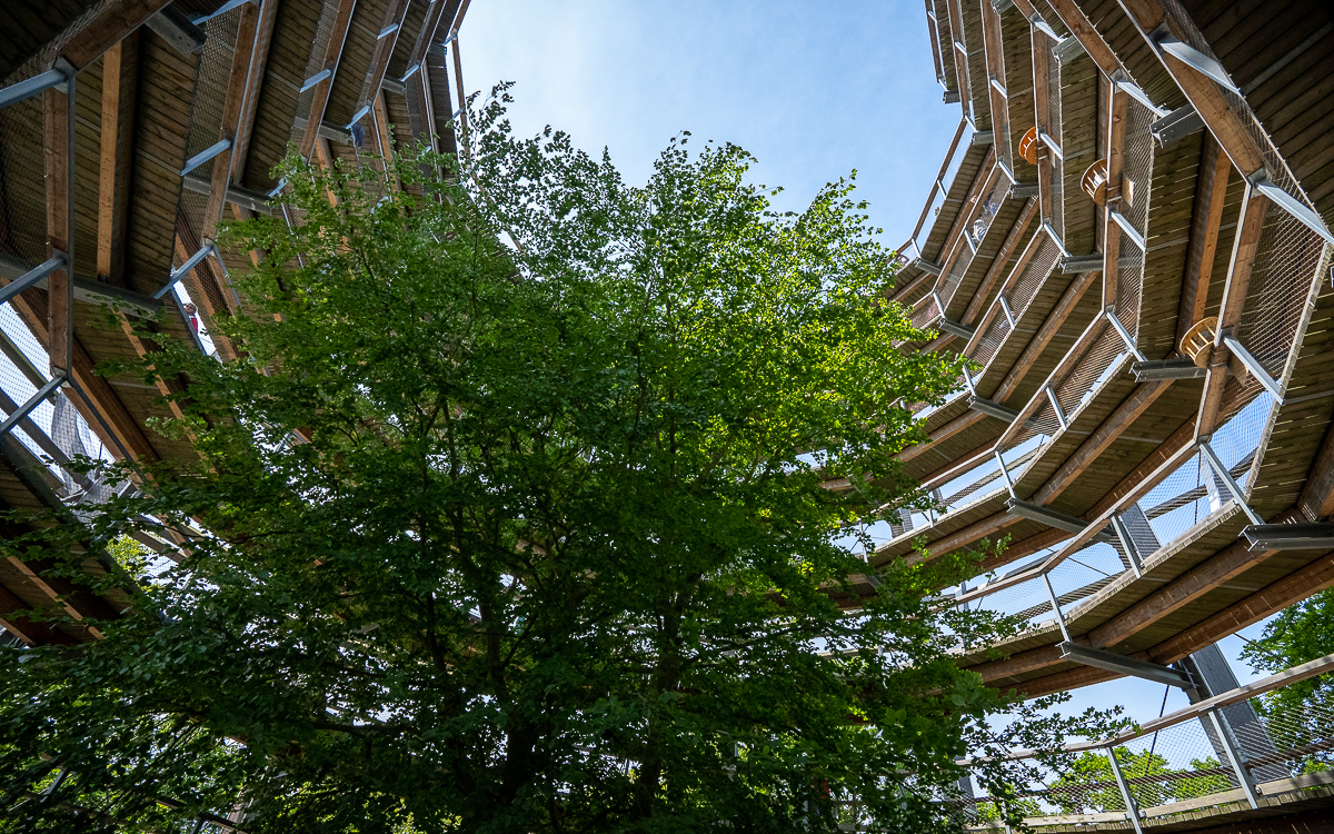 Prora Rügen Baumwipfelpfad