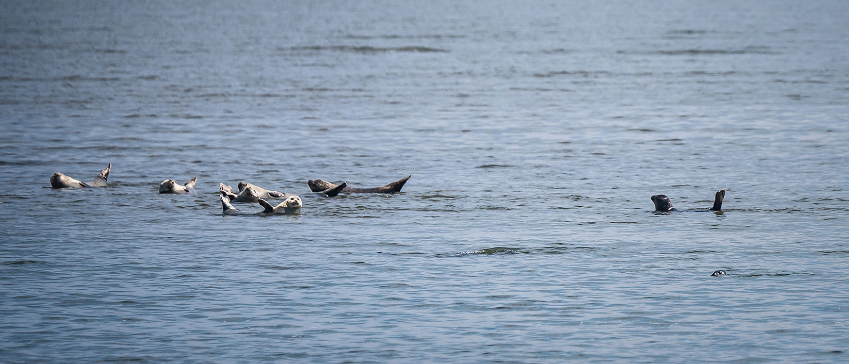 Seehunde Sylt Sehenswürdigkeiten