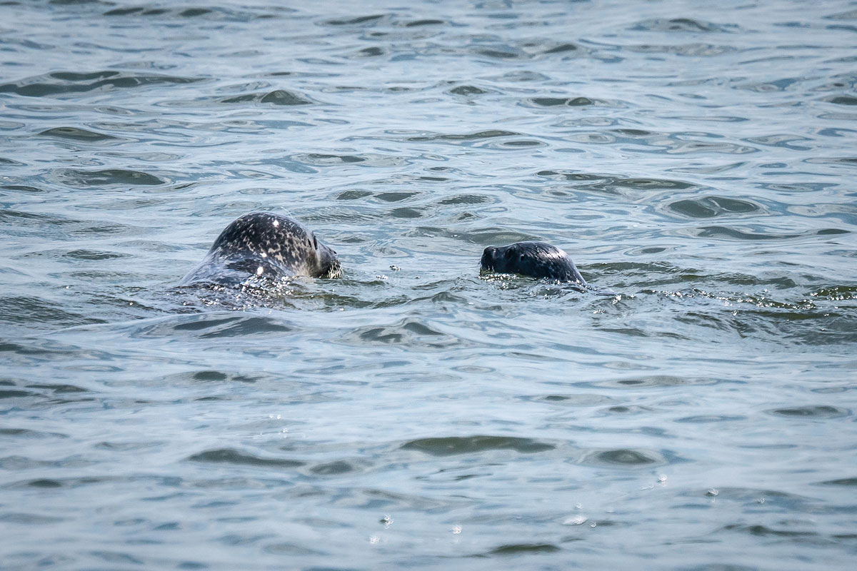 Die Sylt Sehenswürdigkeit: Seehunde im Wattenmeer