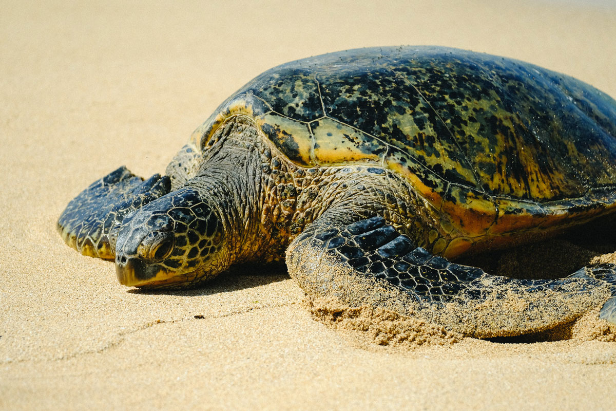 honu-sea-turtle-maui