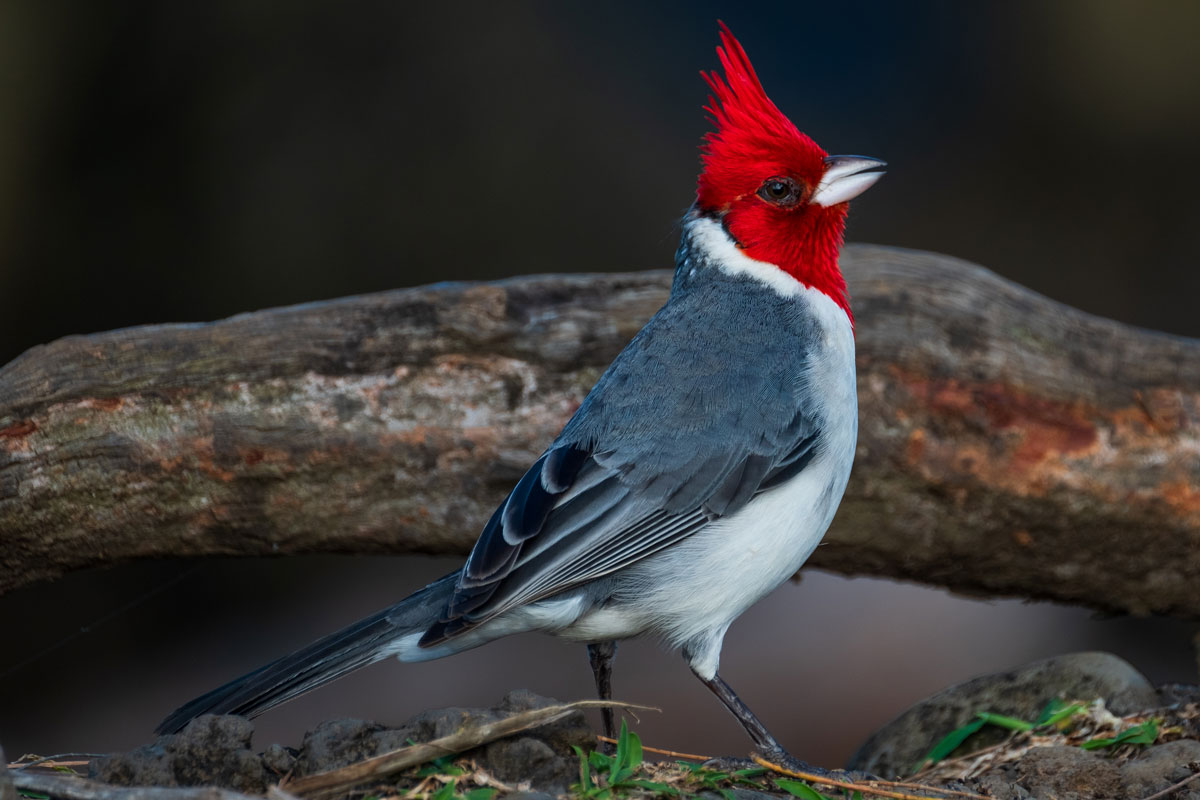 roter-kardinal-maui-hawaii