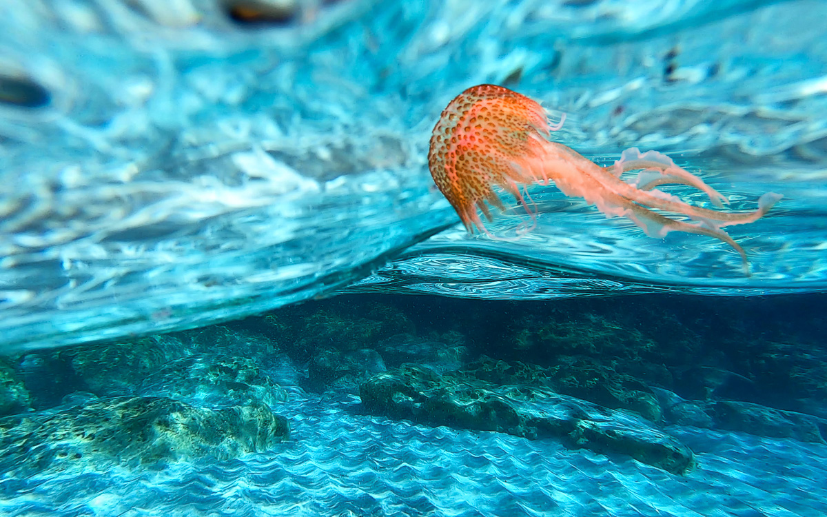 mallorca-tipps-cala-des-moro-feuerqualle