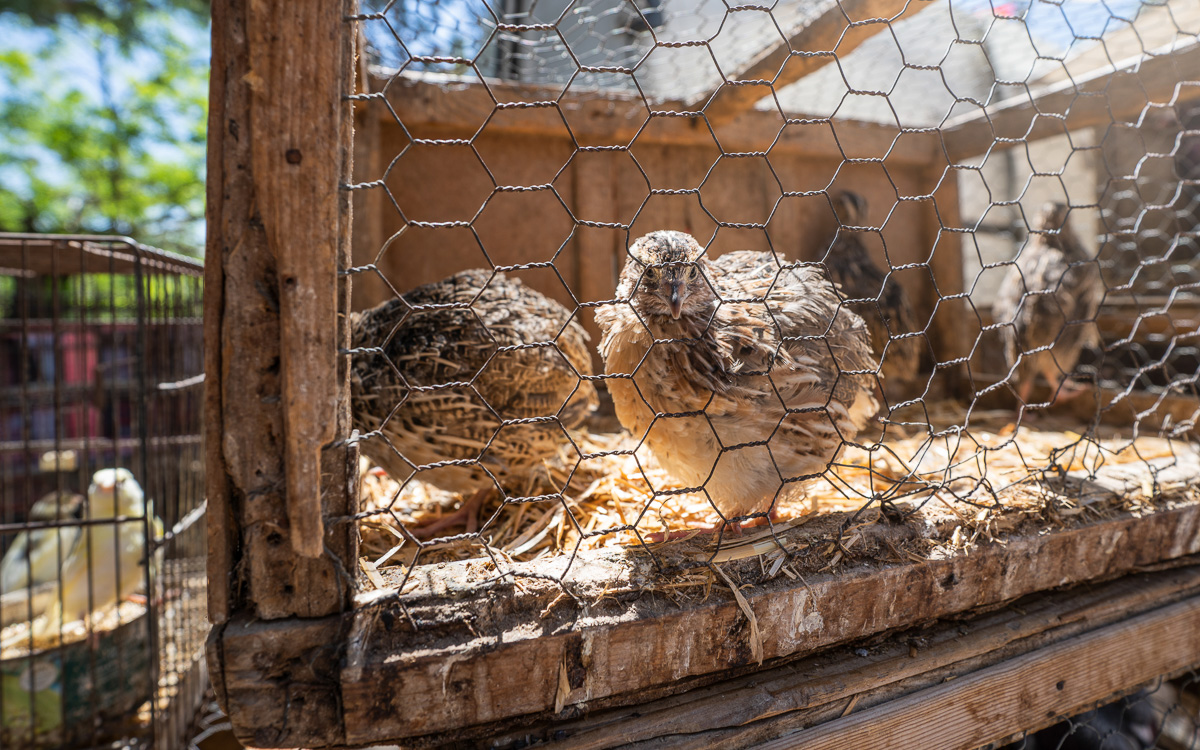 mallorca-tipps-markt-huehner