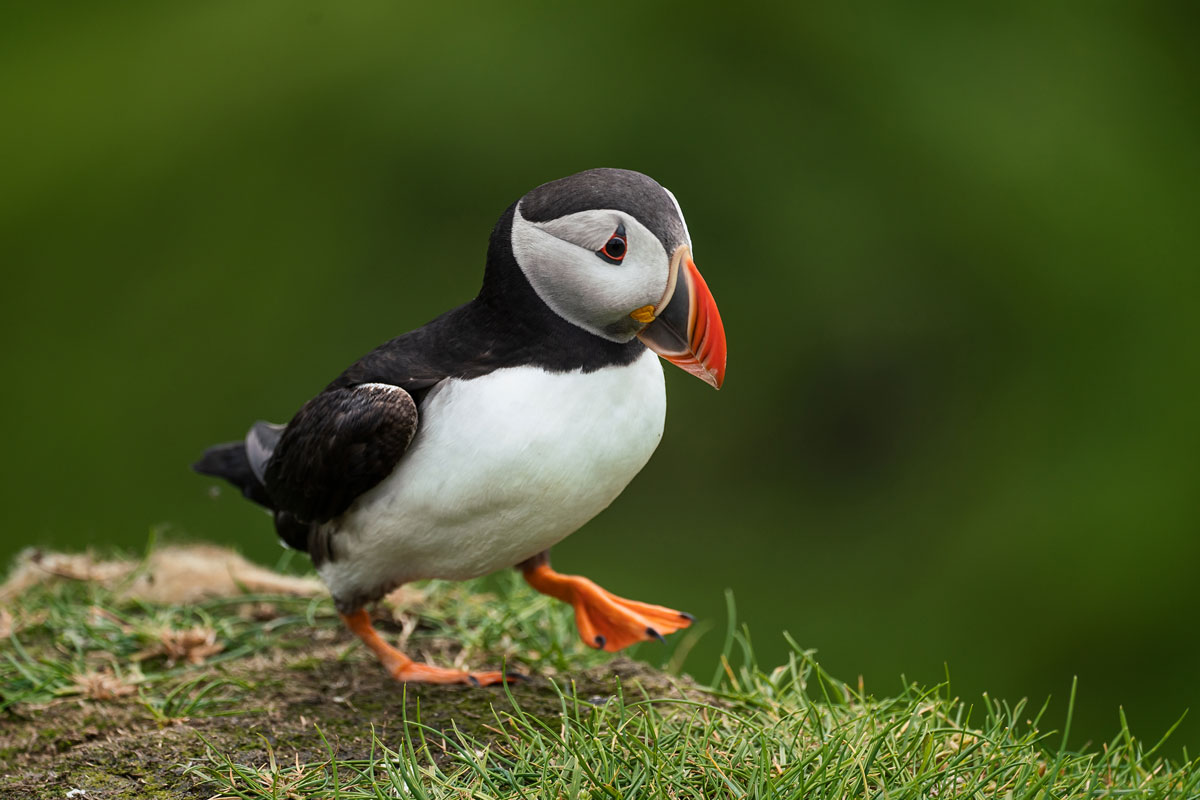 Papageientaucher auf der Insel Mykines