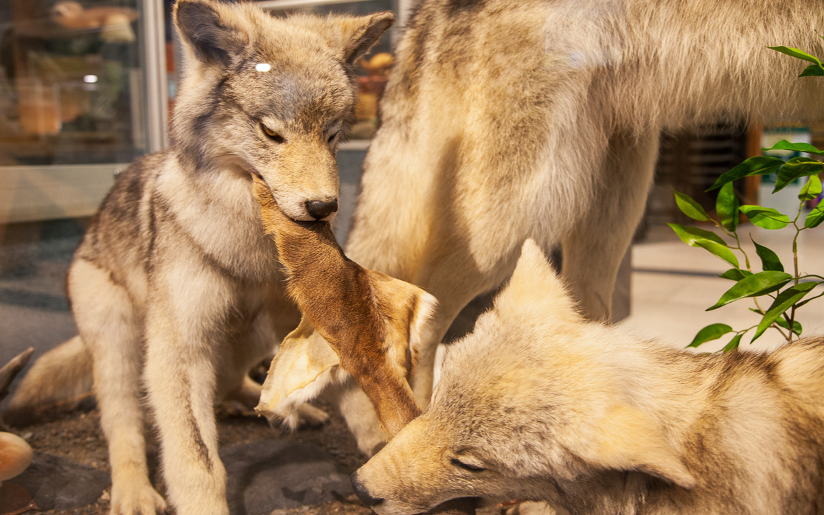 quebec-roadtrip-centre-archéo-topo-wölfe