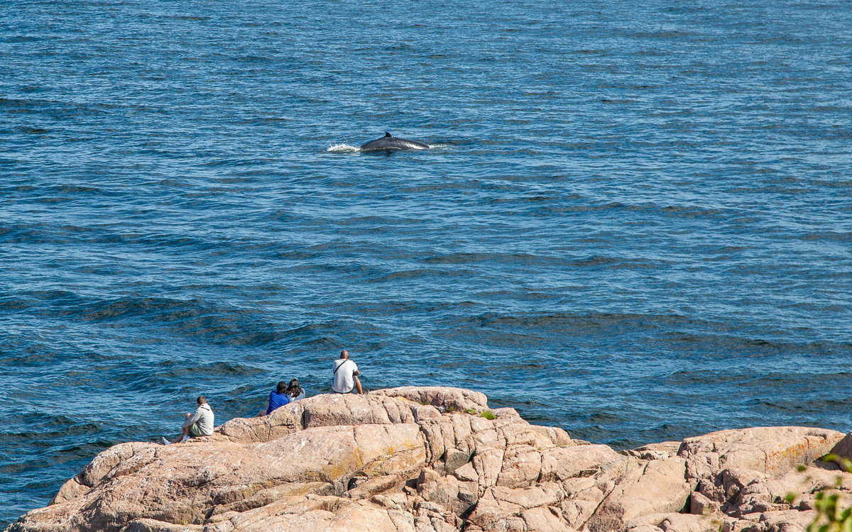 quebec-roadtrip-marine-environment-discovery-centre