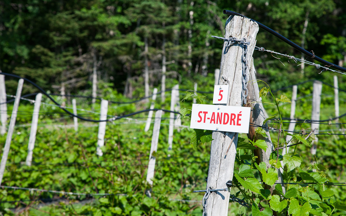 quebec-roadtrip-weinreben