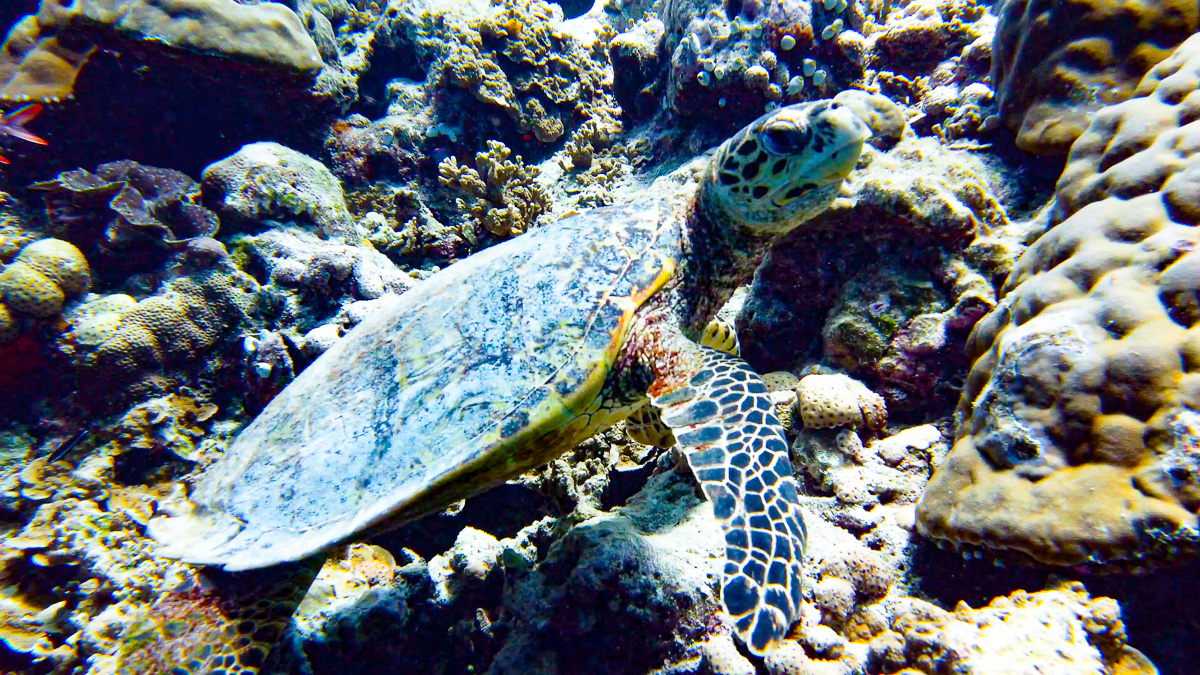 malediven-urlaub-schildkröte