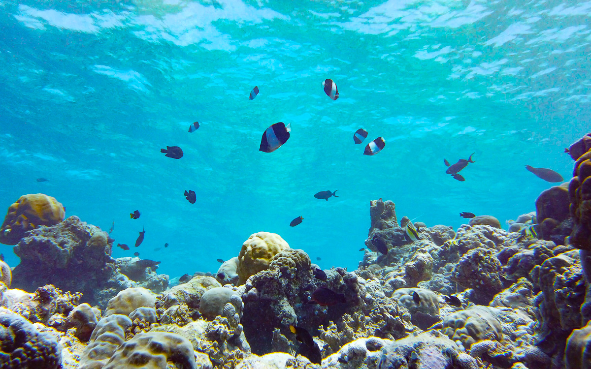 malediven-urlaub-schnorcheln 2