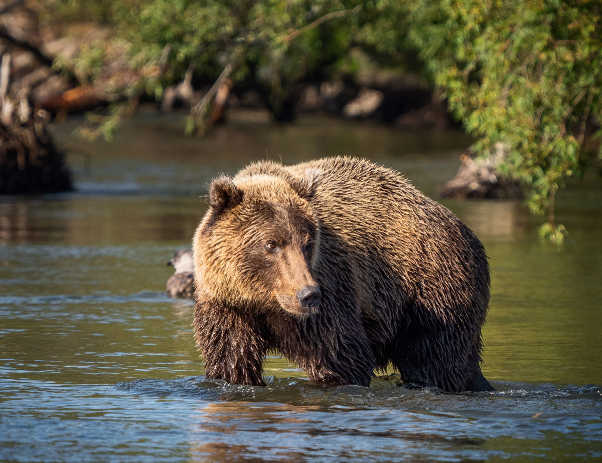 Kamtschatka Land der Bären