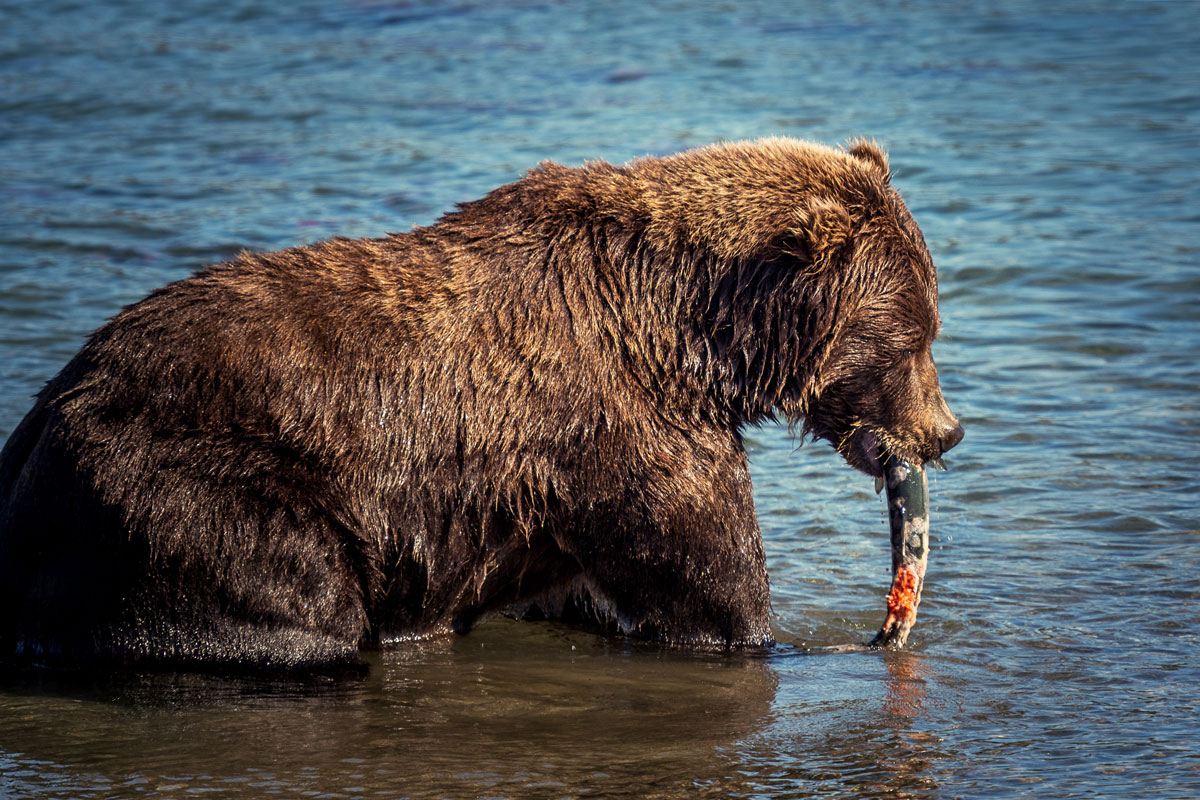 Bär Kurilensee Lachs