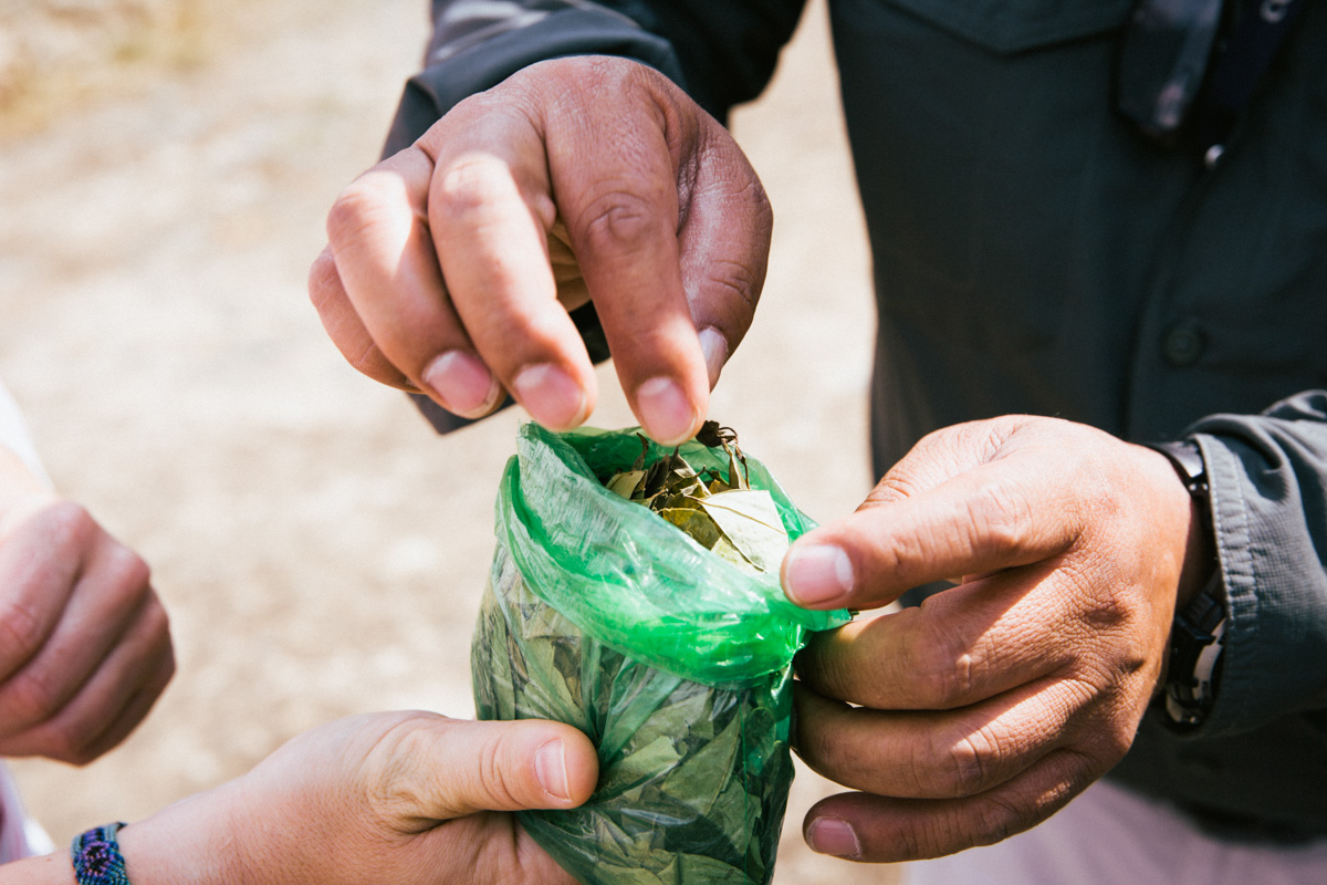 Coca Blätter gegen Höhenkrankheit in Peru