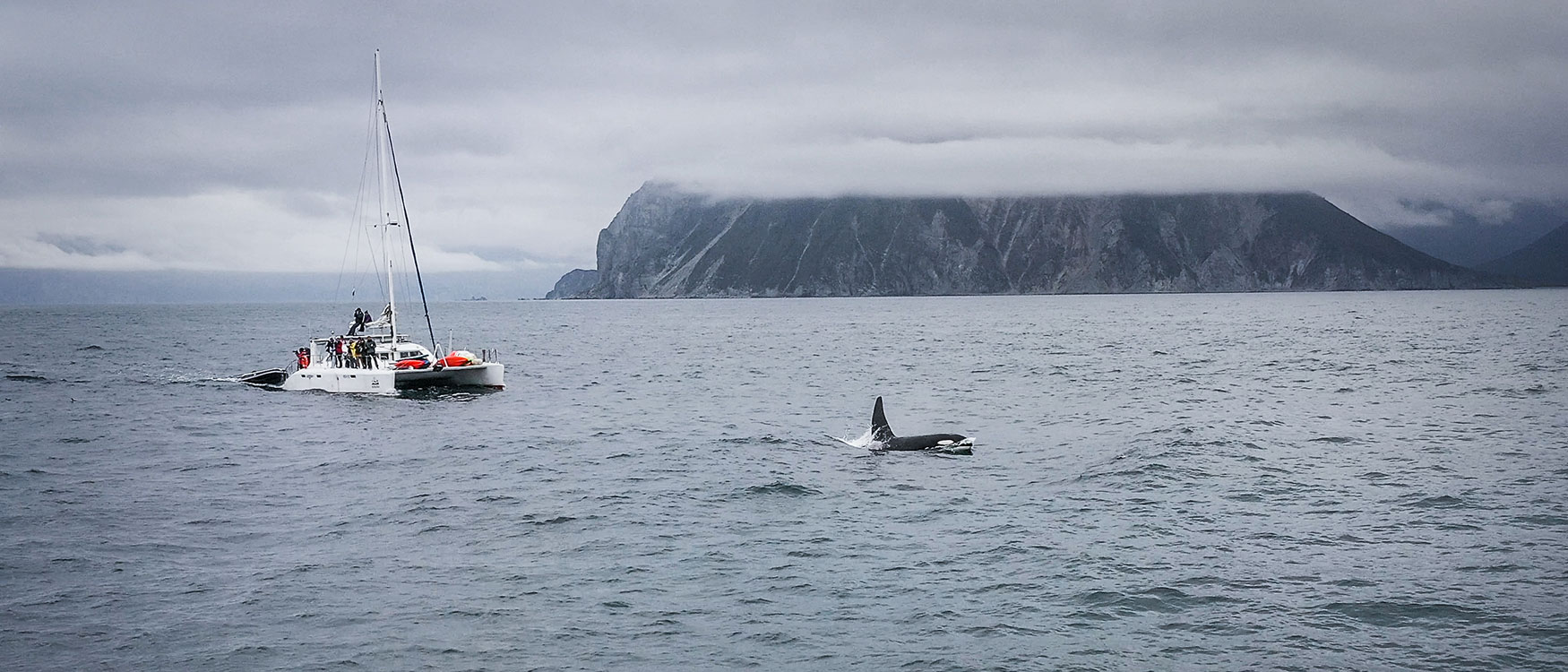 Orca Killerwal in Kamtschatka