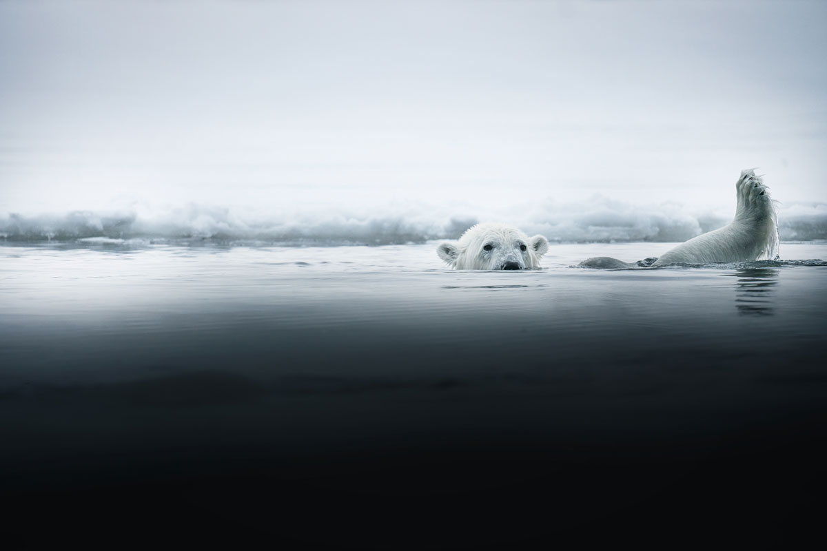 nordre-isfjorden-nationalpark-eisbaer