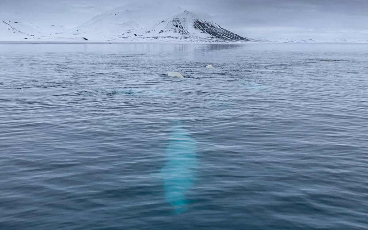 spitzbergen-beluga-wale