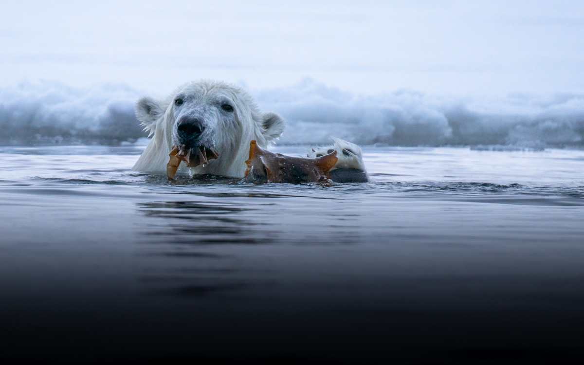 spitzbergen-eisbaer-wasser