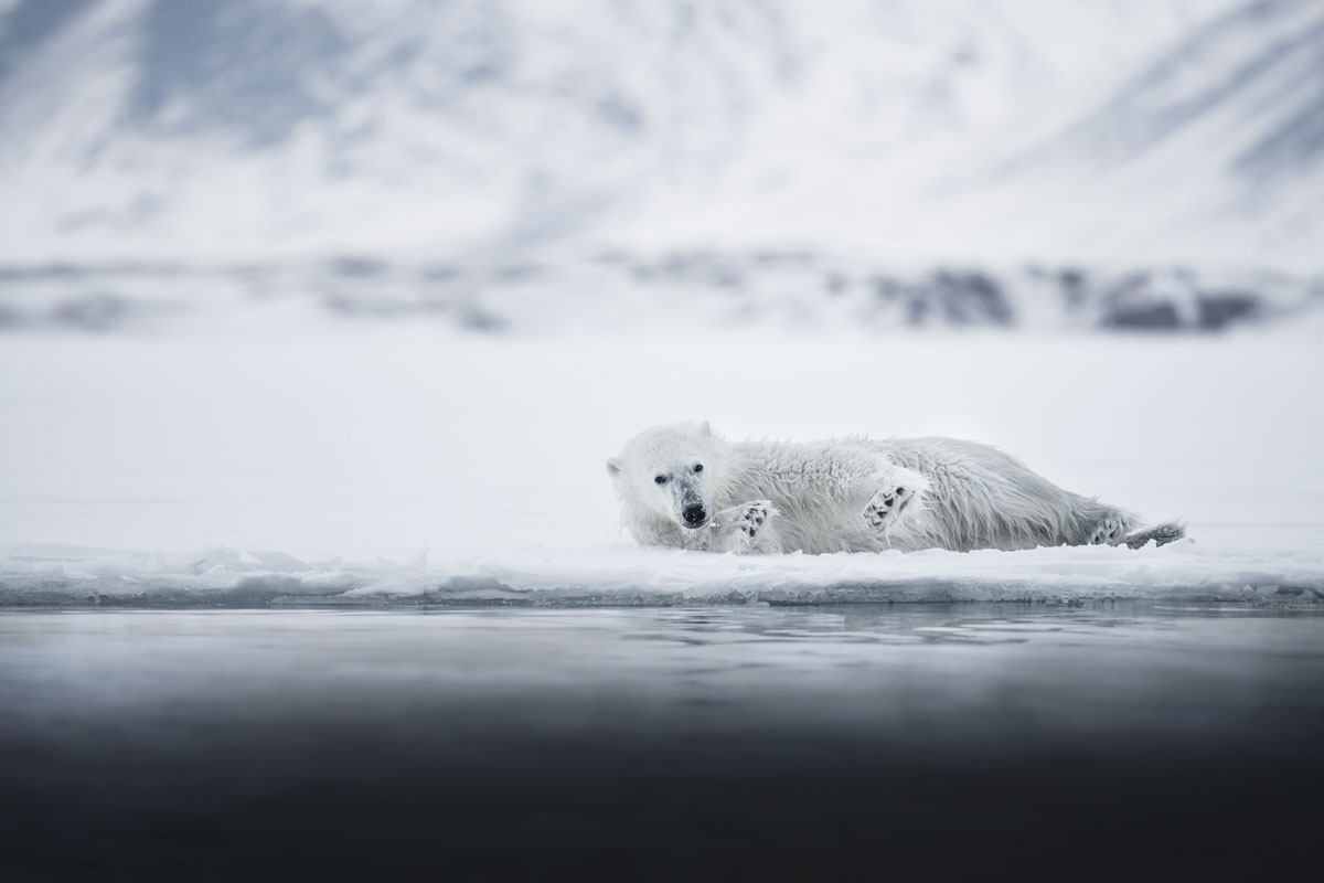 spitzbergen-eisbaer