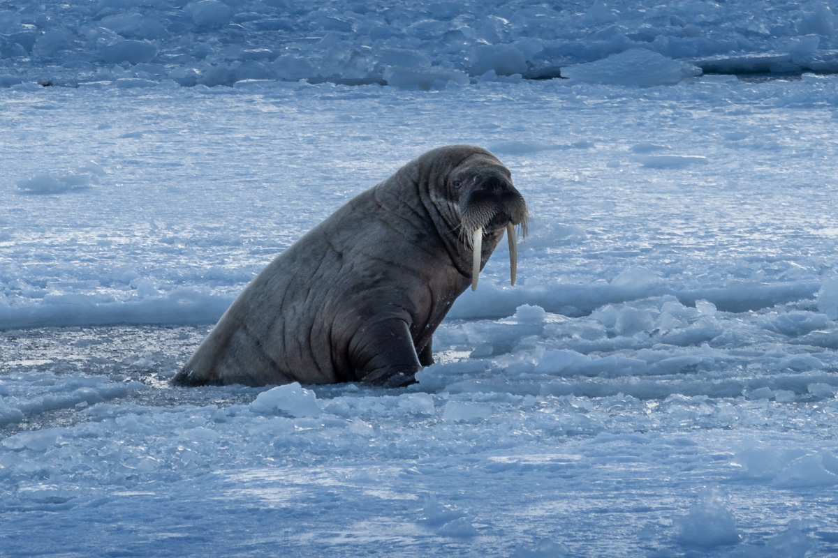 Walross Eis Spitzbergen