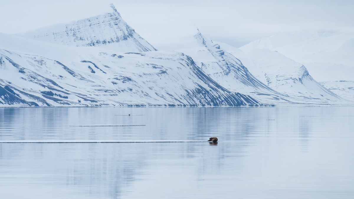 Walross Svalbard