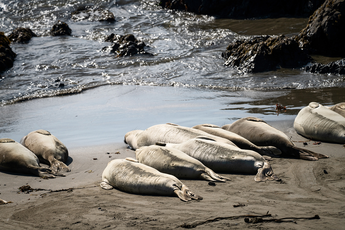Elephant Seals Kalifornien Highway 1