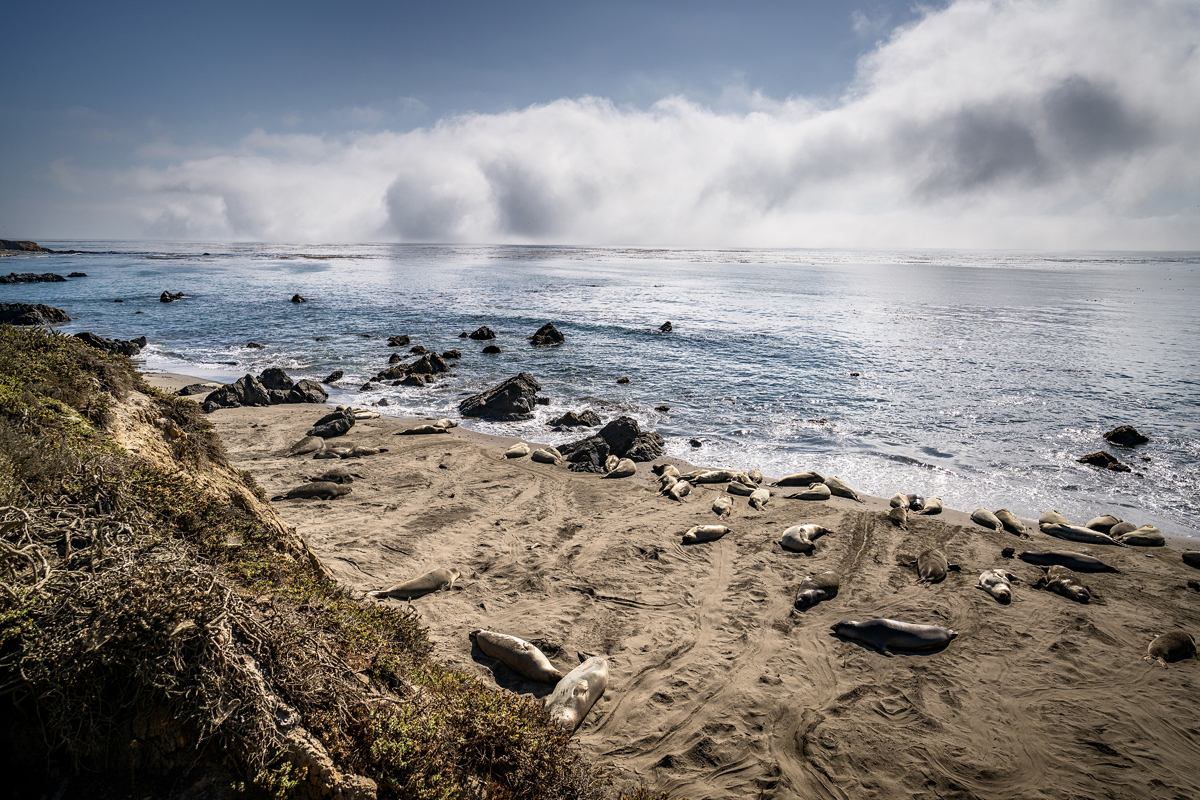 Seal Elephant Kolonie