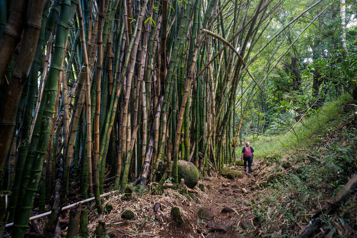 Bambuswald am Hanakāpī‘ai Falls Trail
