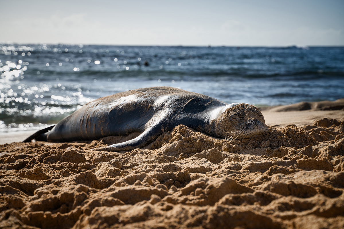 Monk Seal Kauai