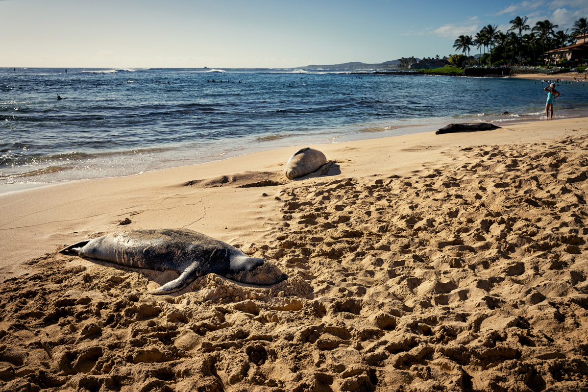 Mönchsrobben Kauai