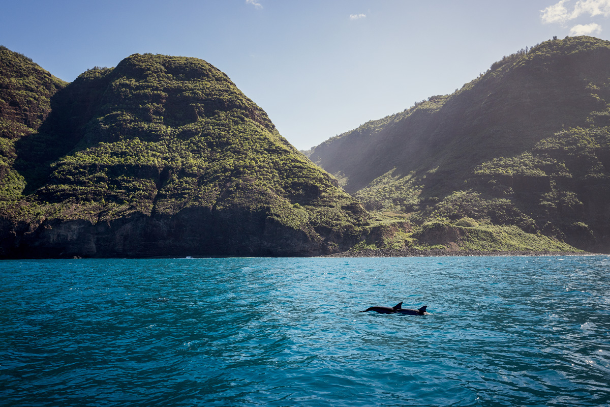 Spinner Dolphins Kauai Hawaii