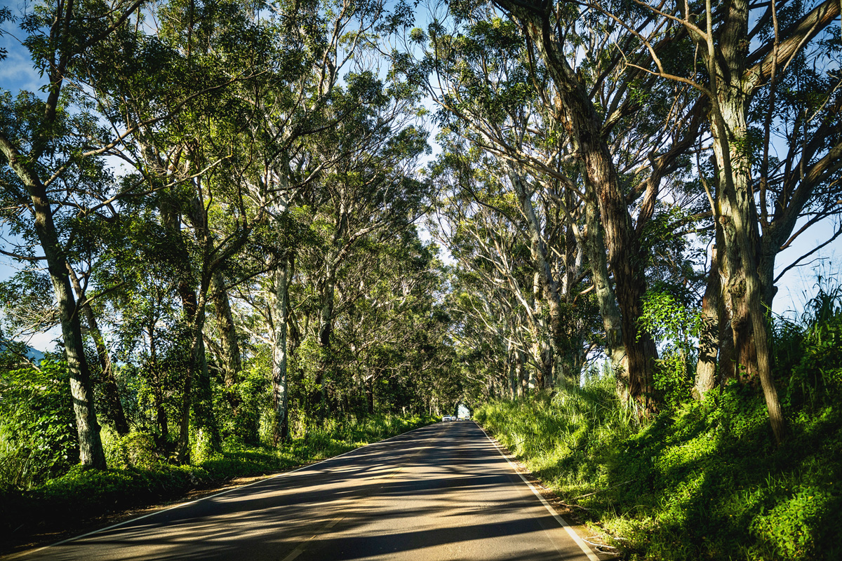 Tunnel Tree Street Poipu Kauai