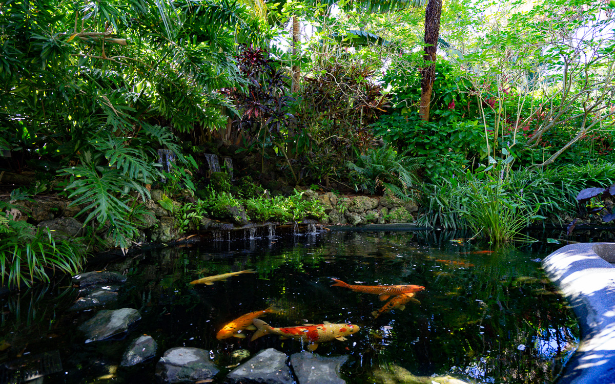 stpetersburg-florida-sehenswuerdigkeiten-sunken-gardens-koi