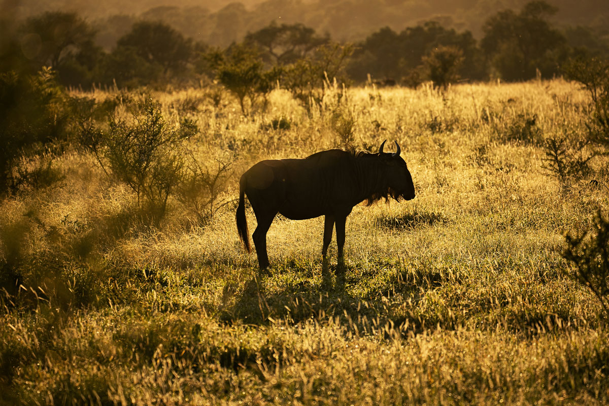 Ein Gnu zum Sonnenaufgang