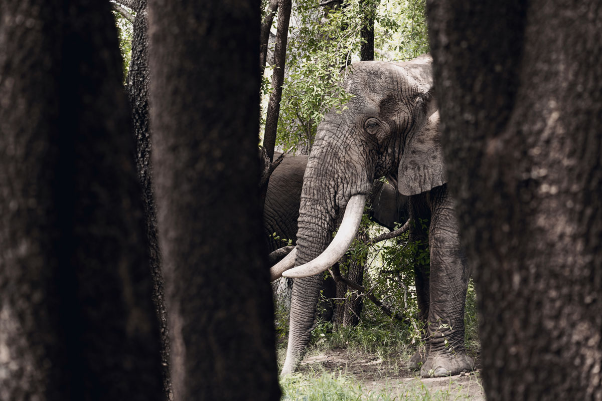 Elefanten Besuch im Camp