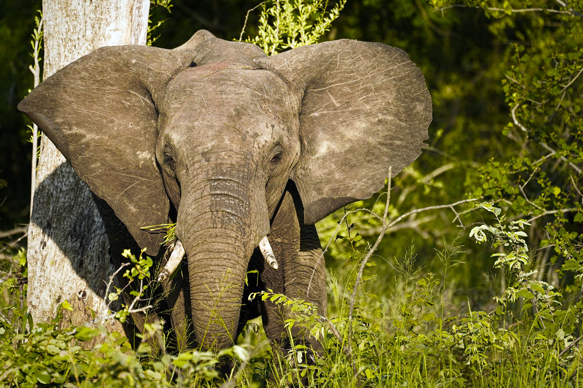 Breeding Herd Elefant