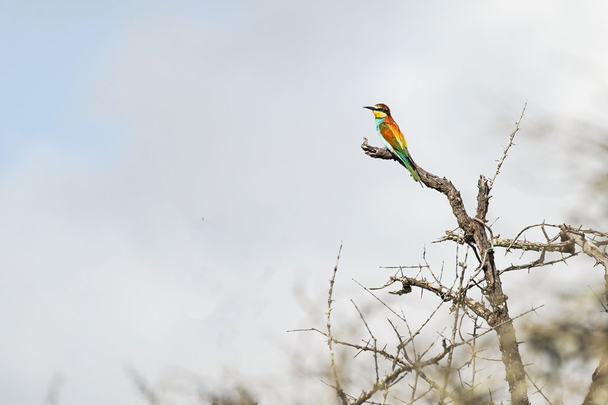 European Bee Eater Südafrika
