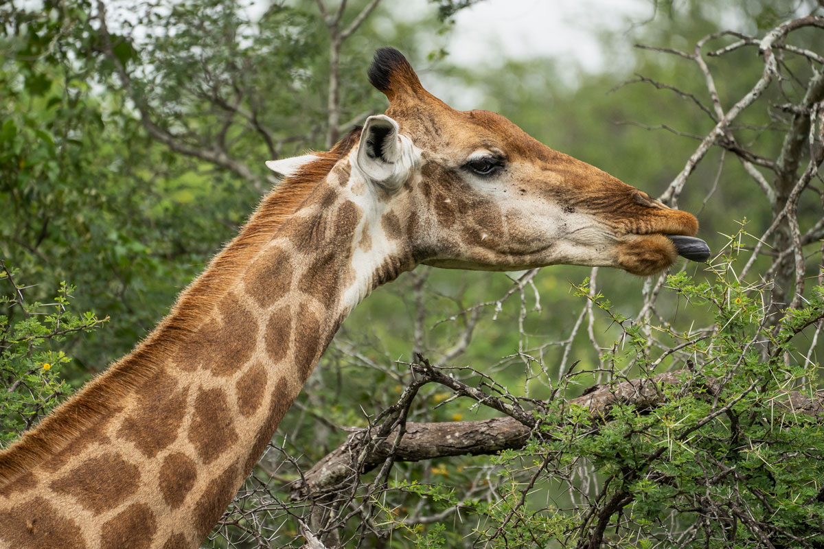 Giraffe beim Fressen