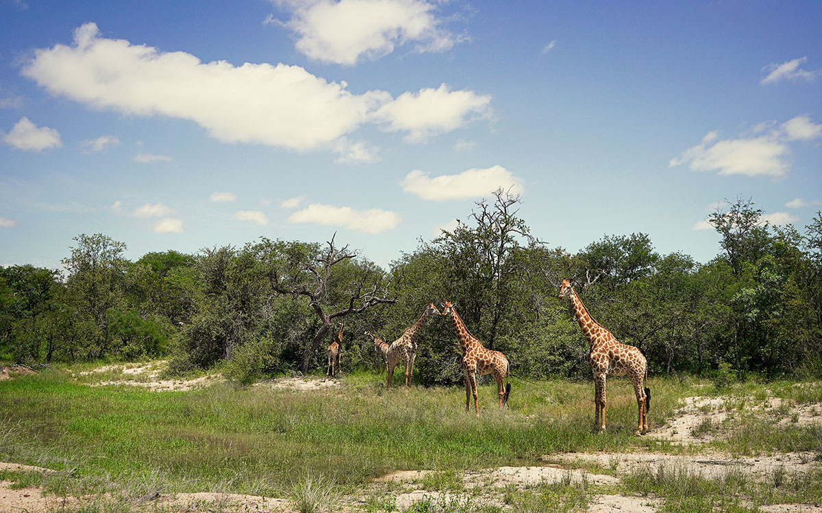 Giraffen Südafrika Game Drive
