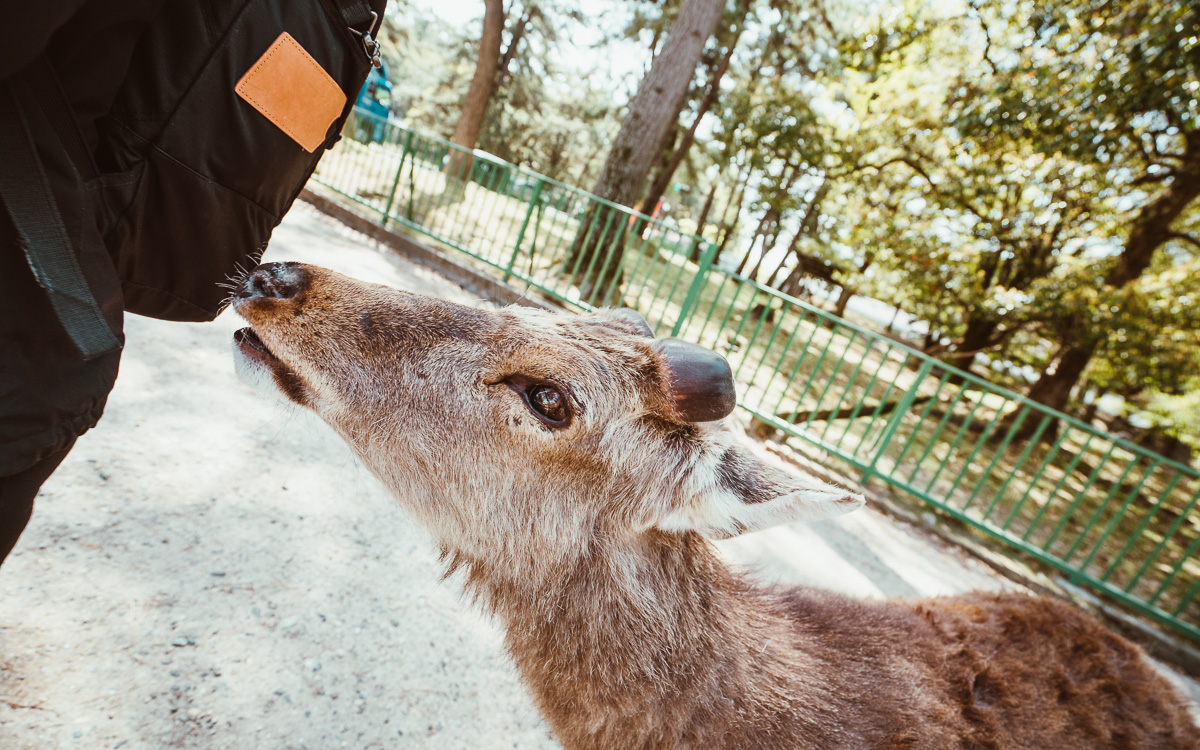 nara-japan-rehe-fuettern
