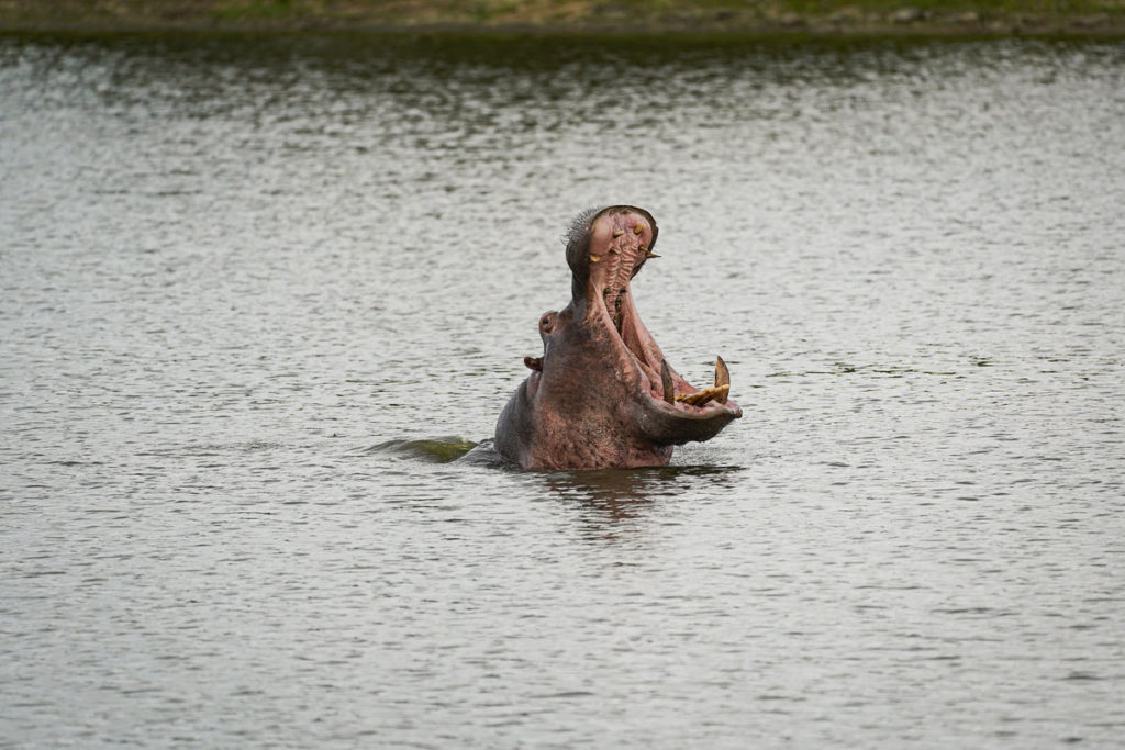 Nilpferd Karongwe Game Reserve Südafrika