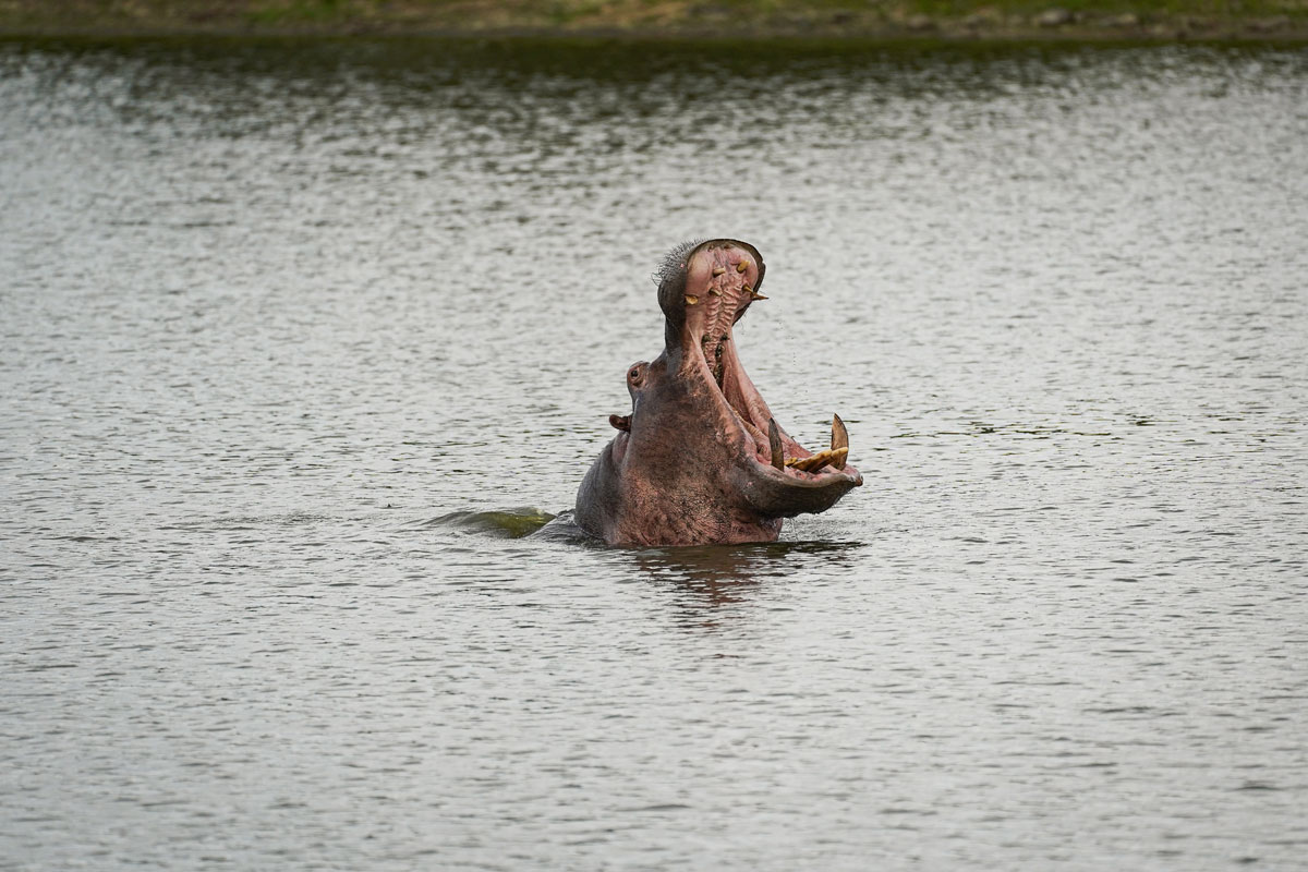 Nilpferd Karongwe Game Reserve Südafrika