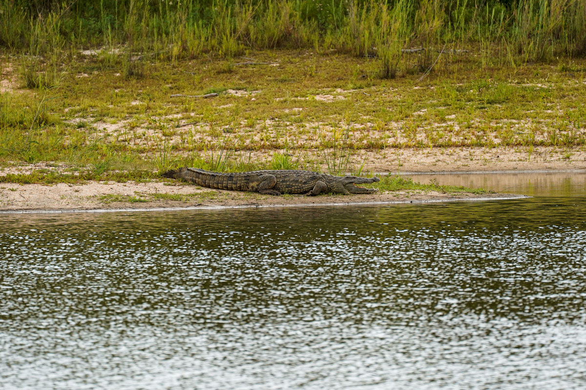 Krokodil Südafrika