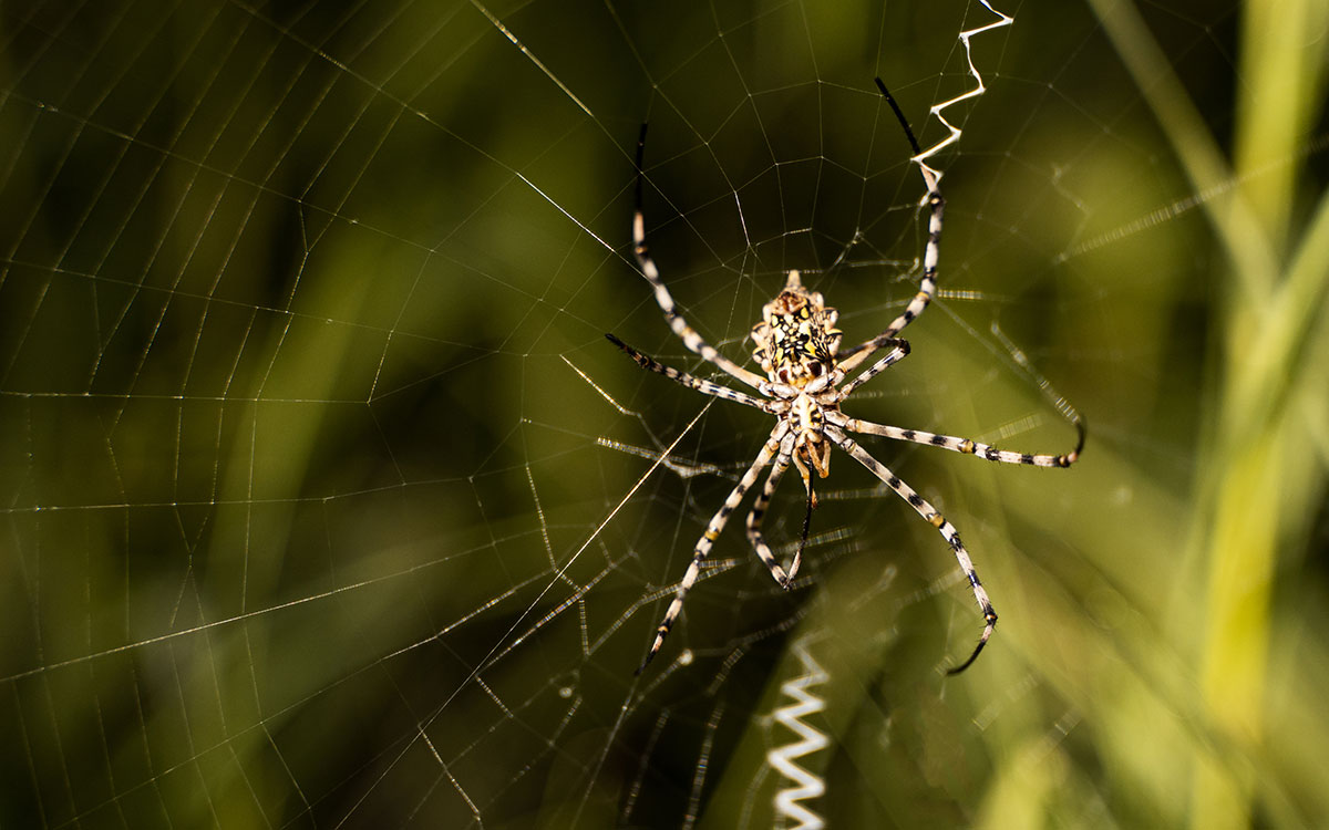 Busch Südafrika Spinnen