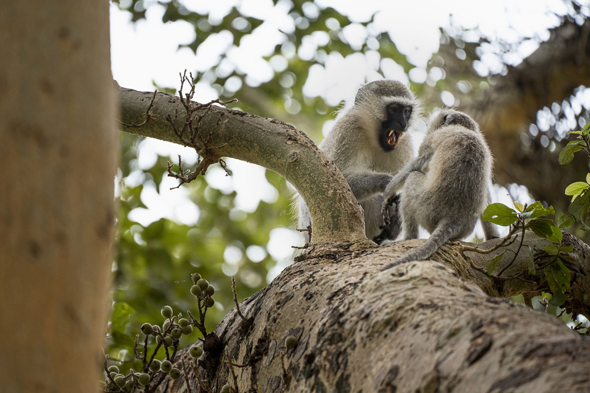 Südliche Grünmeerkatze (Vervet Monkey)