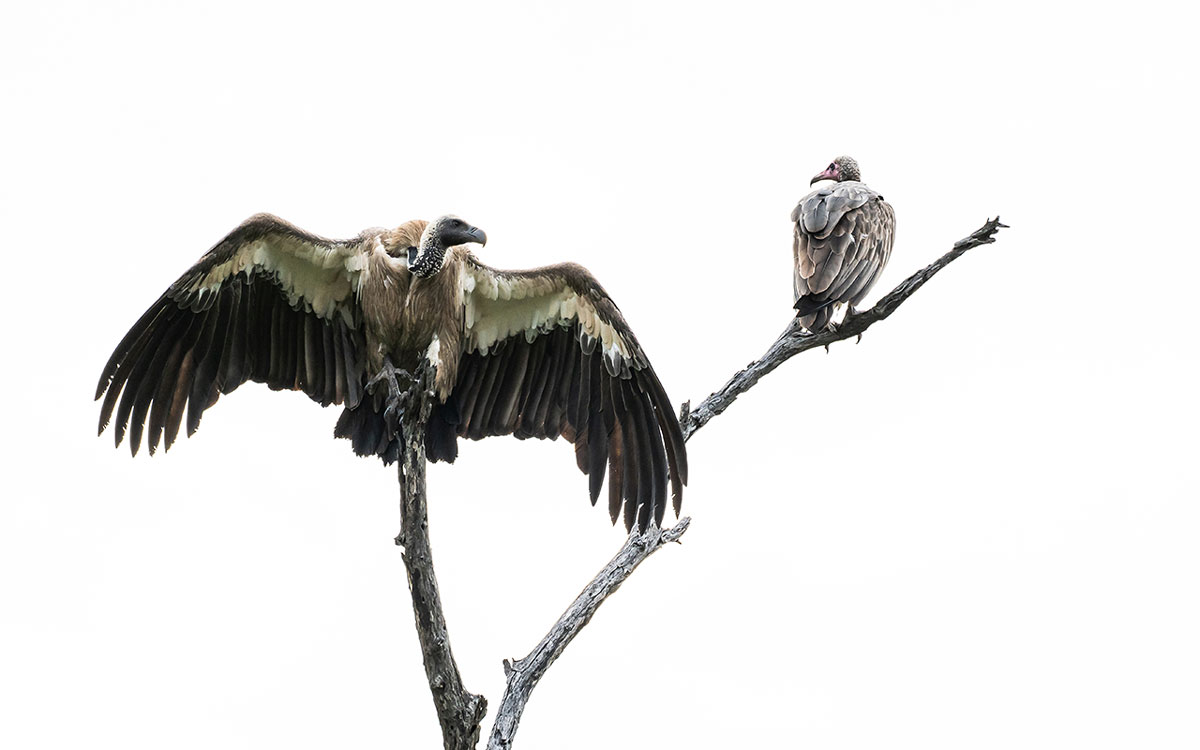 White Backed Vulture - Geier