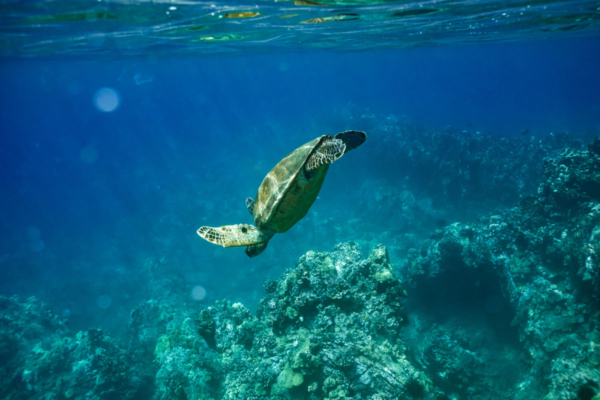 Schildkröte am Maluaka Beach – besser bekannt als Turtle Town auf Maui.