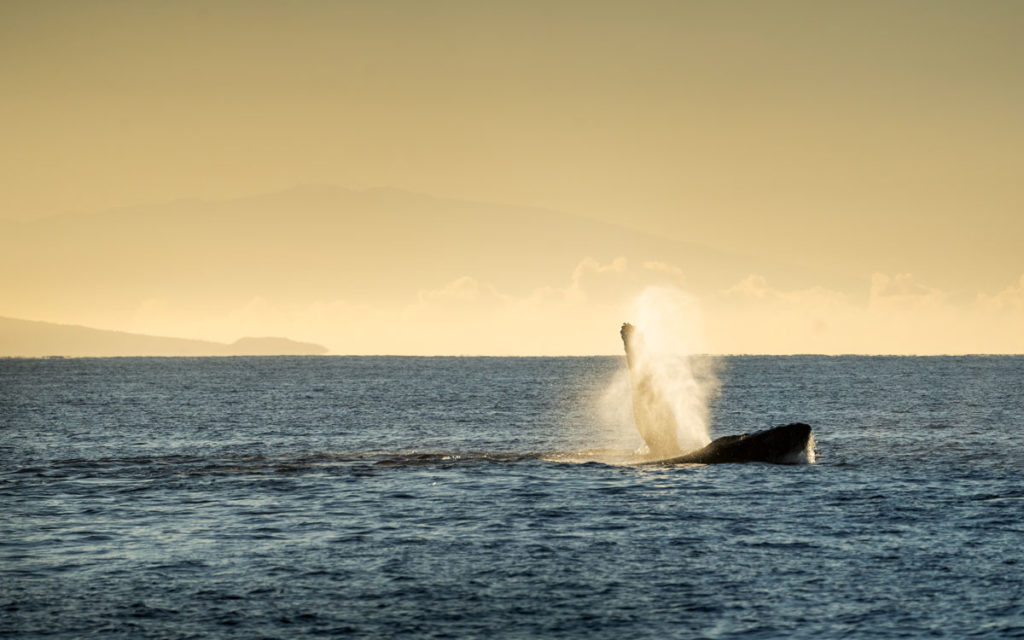 Wale Maui Hawaii