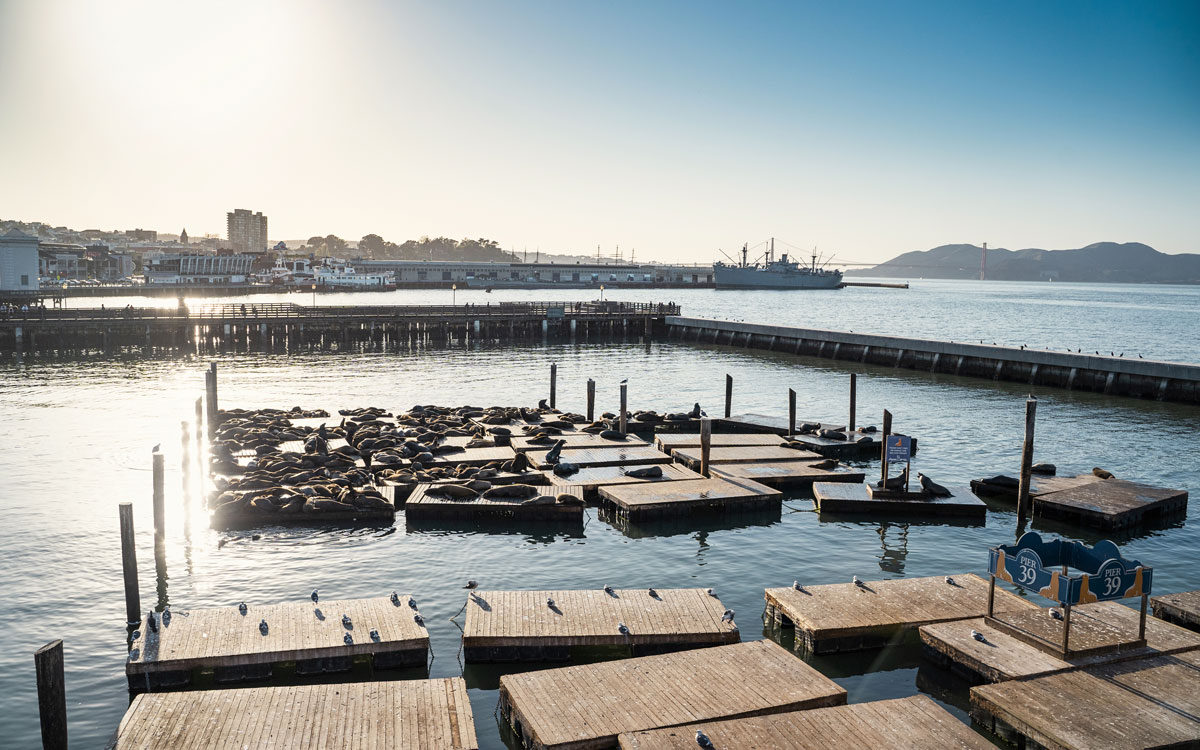 Seelöwen am Pier 39 (Fisherman's Wharf)