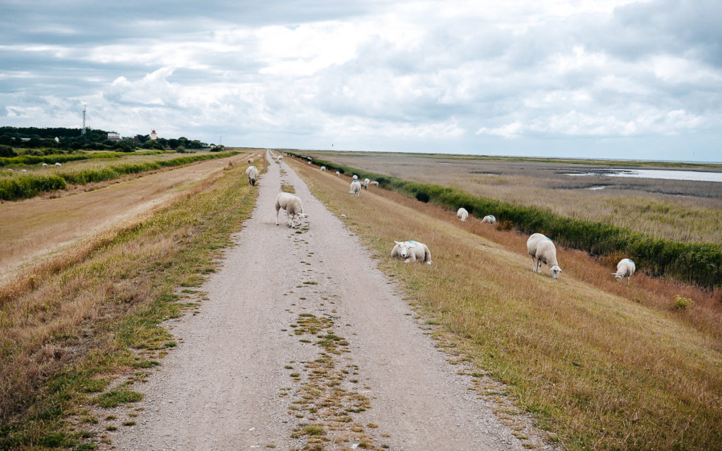 Fehmarn mit Fahrrad
