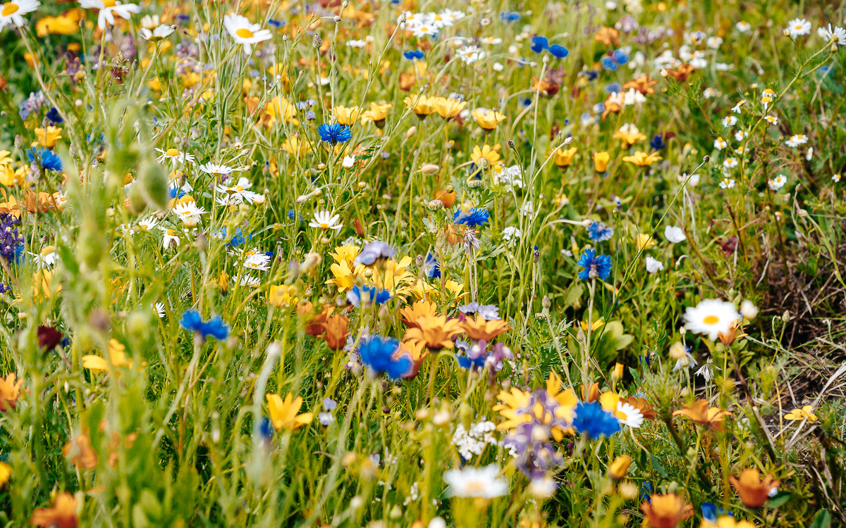 Blumenfelder Insel Fehmarn