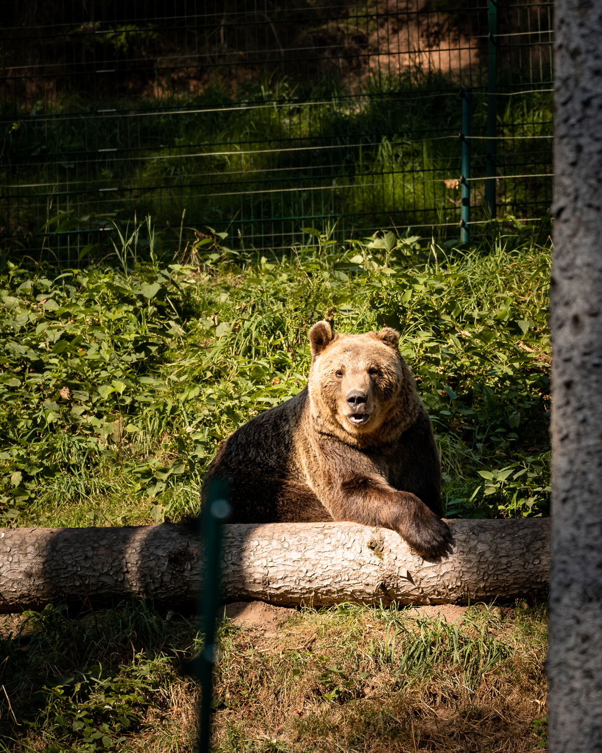Alternativer Wolf & Bärenpark Schwarzwald